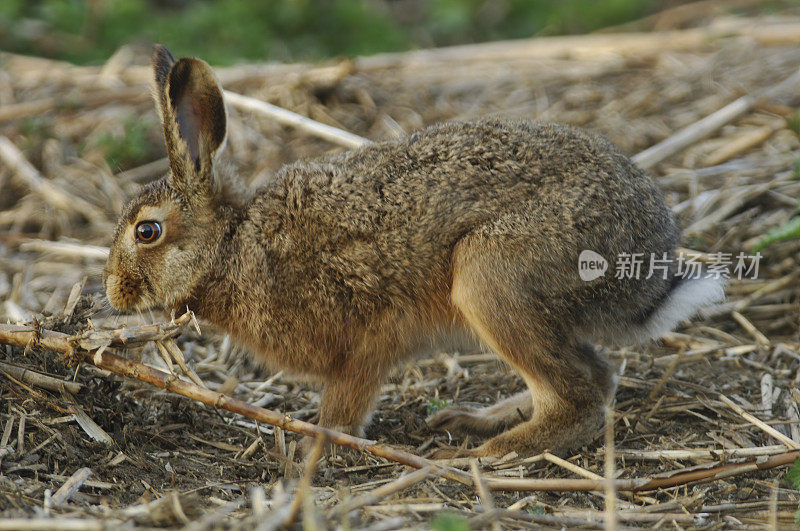 野兔(欧洲Lepus europaeus)